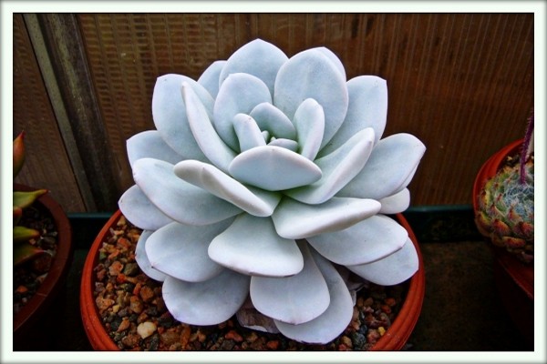 echeveria home