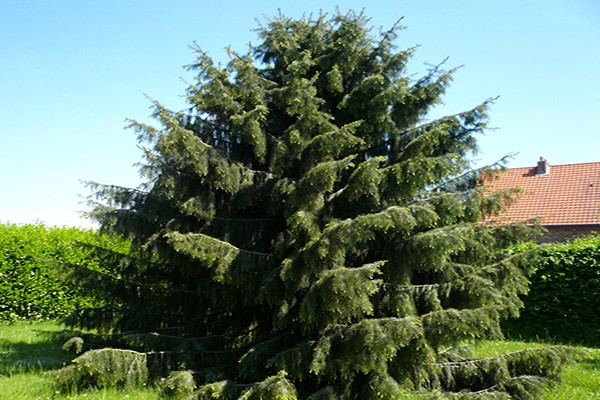 Brevera spruce