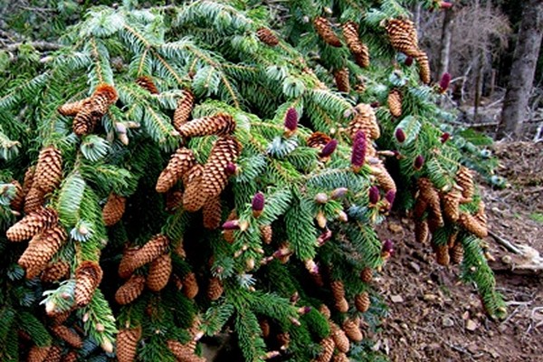 Ayan spruce