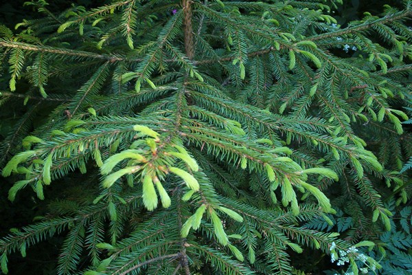 Korean spruce