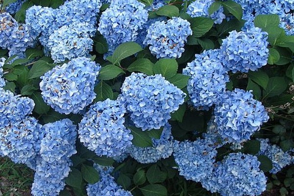 panicle hydrangea varieties photo