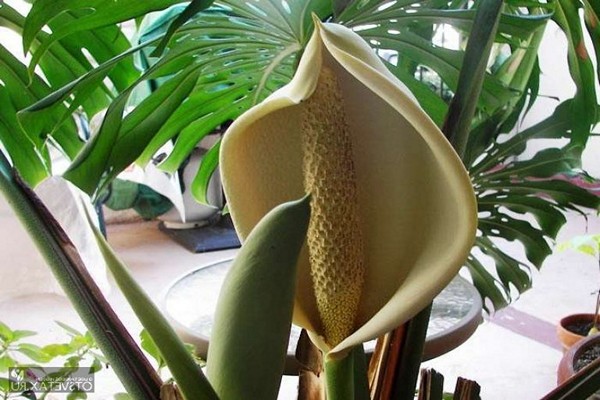 monstera photo