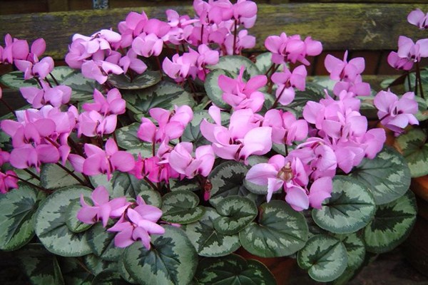 larawan ng cyclamen