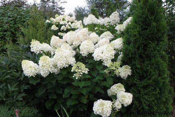 the best varieties of hydrangea