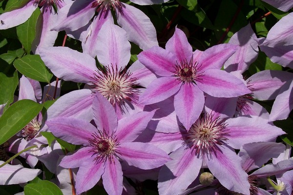 clematis