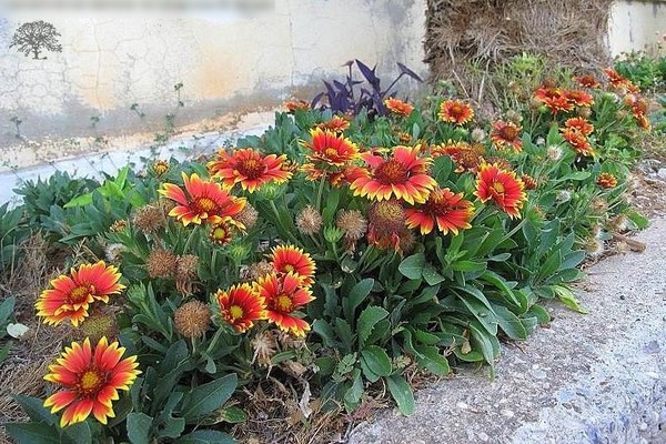 Gaillardia: larawan