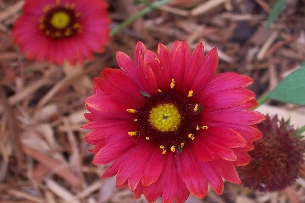 Pagtanim at pangangalaga sa Gaillardia