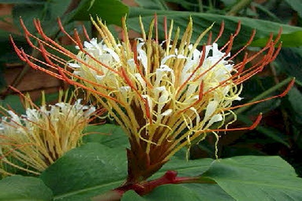 Gedihium varieties