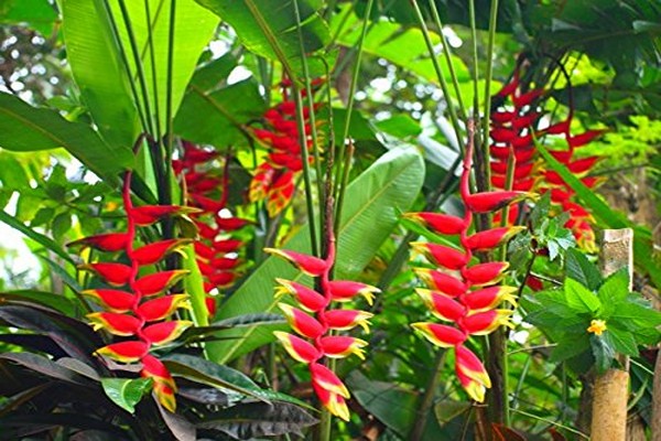 heliconia