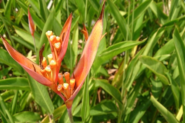 pangangalaga ng heliconia