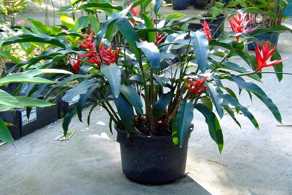 bulaklak ng heliconia