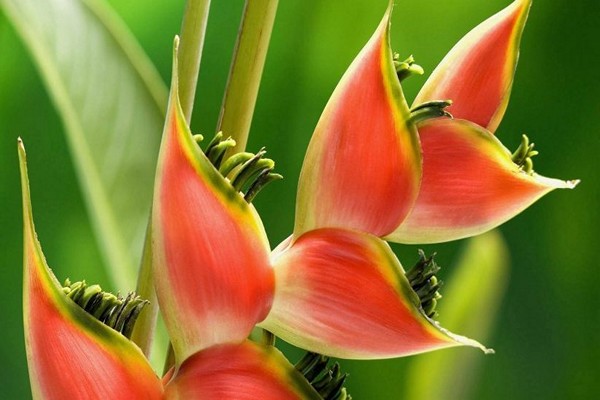 bulaklak ng heliconia