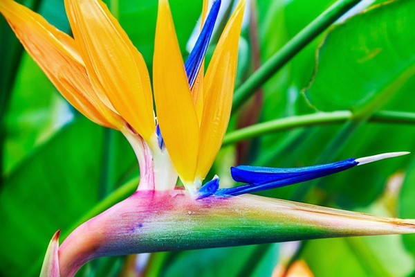 larawan ng heliconia