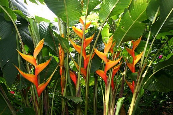 larawan ng heliconia