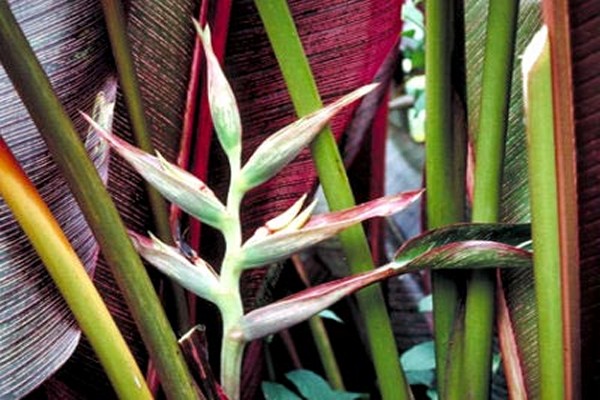 pangangalaga ng heliconia