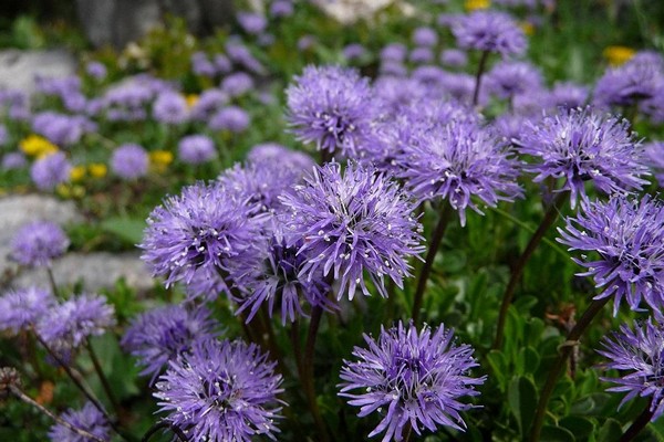 globularia ponctuée