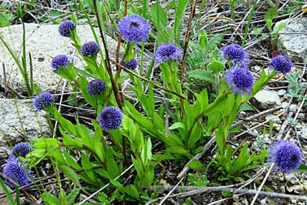 globularia mala-halaman na halaman + para sa bukas na lupa