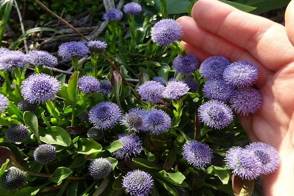 halaman ng globularia