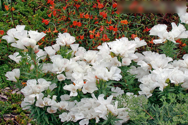 Godetia cultivation