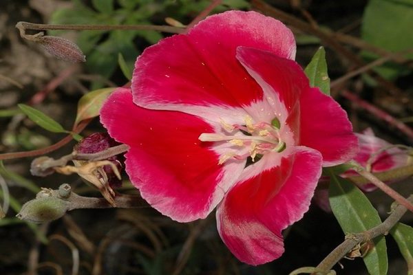 Godetia cultivation