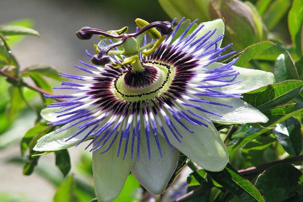 homemade passionflower