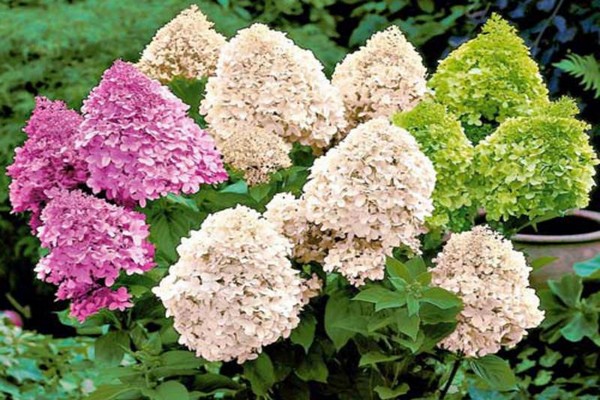 mga varieties ng hydrangea