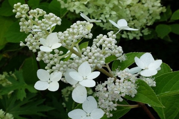 mga varieties ng hydrangea