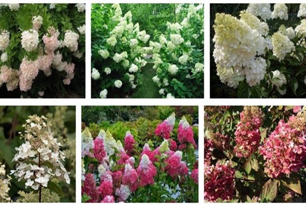 mga varieties ng hydrangea