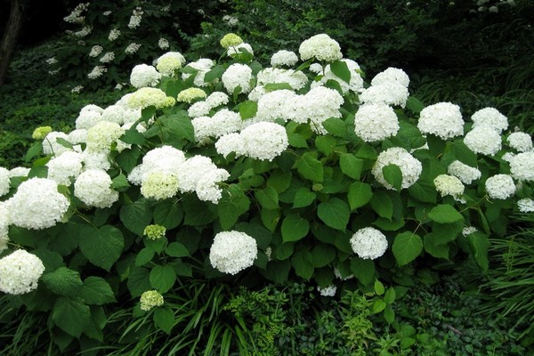 the best varieties of hydrangea