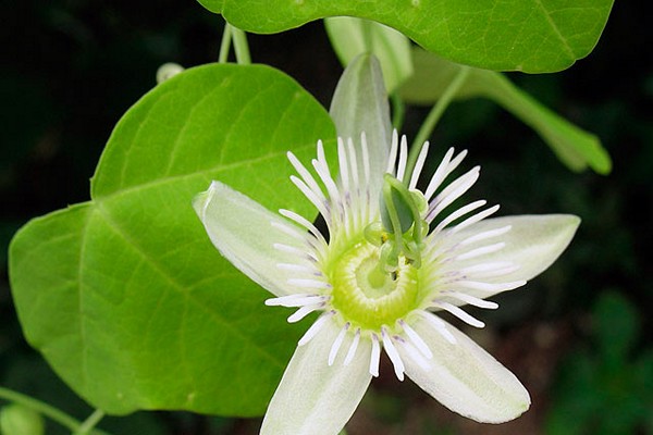 passionflower photo