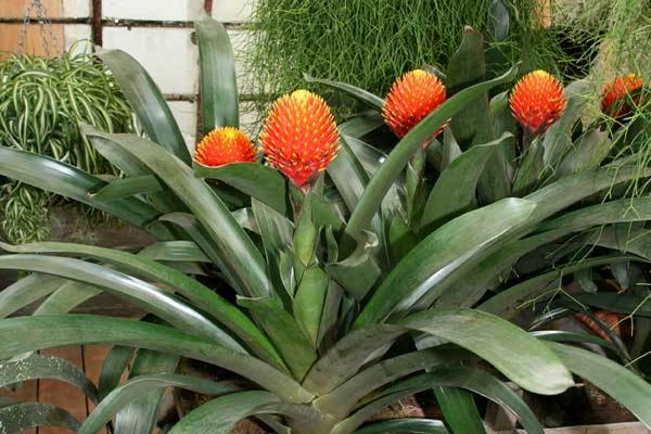 variétés de guzmania