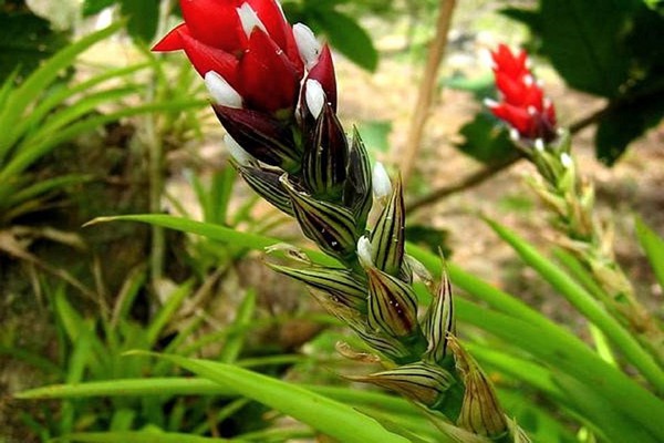 fleur guzmania