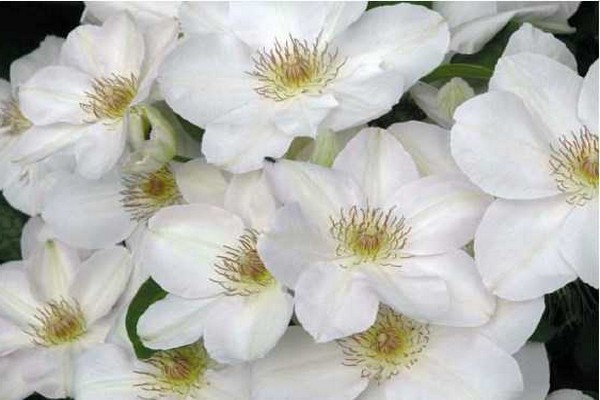 clematis