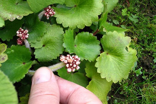 fotografija saxifrage