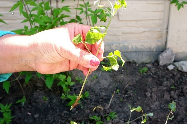 Vermehrung von Clematis durch Teilen des Busches