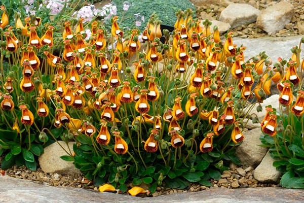 Calceolaria Foto