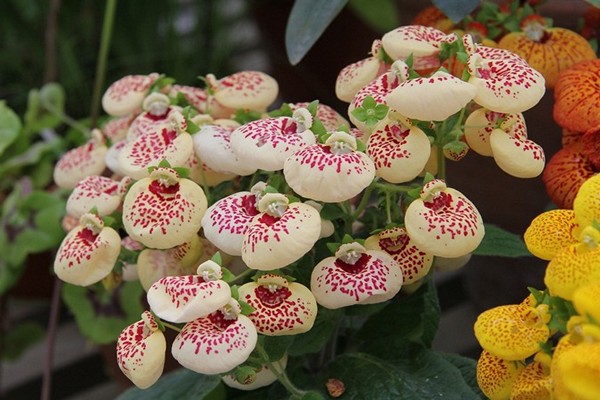 Calceolaria Foto