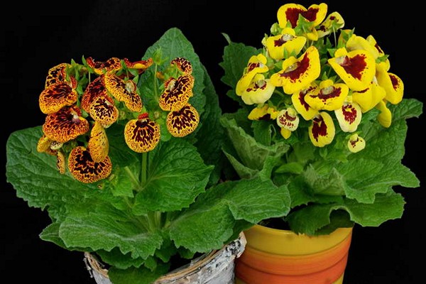 calceolaria + at home