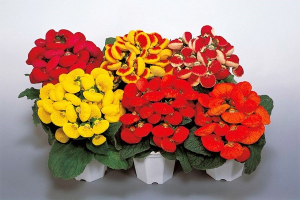 calceolaria + at home