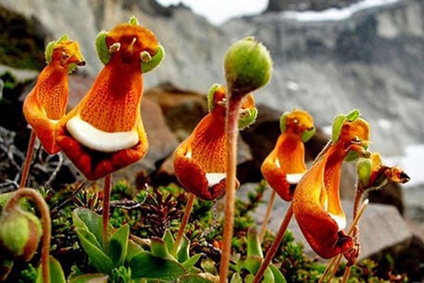 Calceolaria Pflege