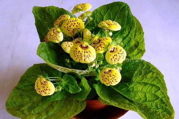 calceolaria home