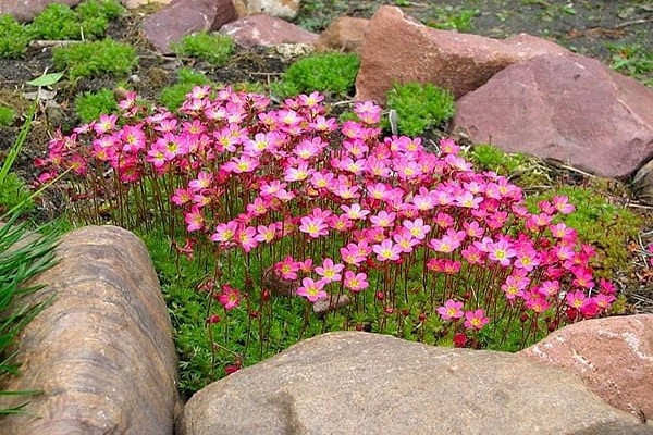 Saxifrage Arens