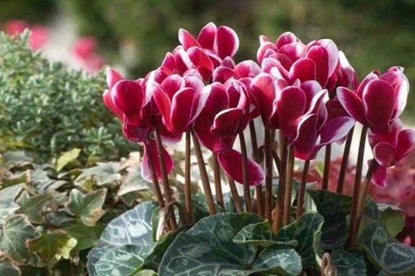 bulaklak cyclamen