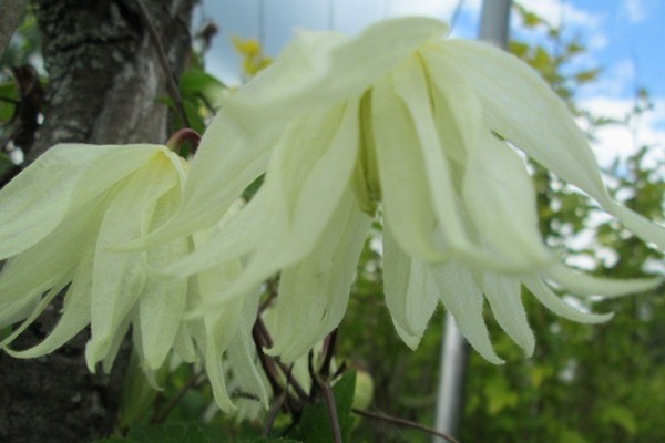 clematis alpski limun san