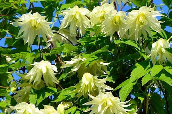 clematis limun san