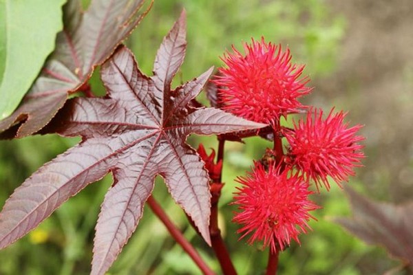 castor bean lason halaman