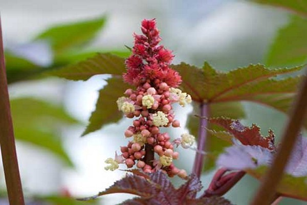 ricinus