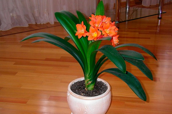 clivia care + zu hause