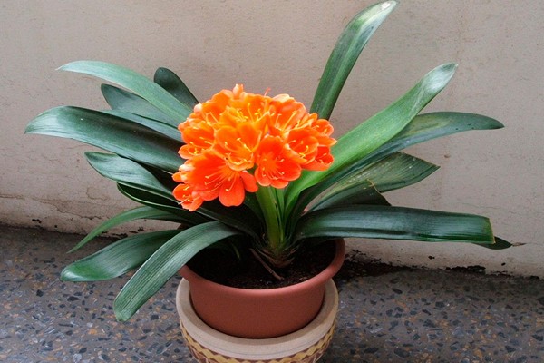 clivia fait maison