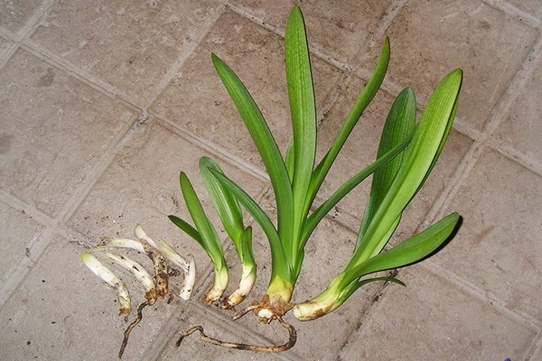 pag-aalaga ng clivia